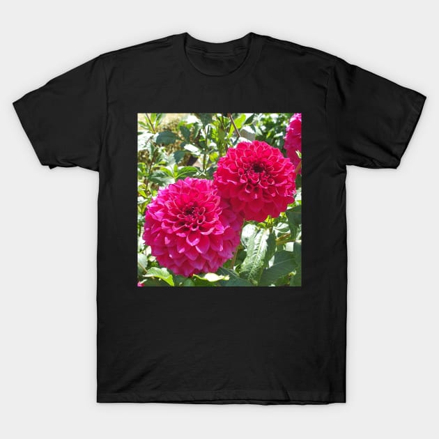 Hot Pink Dahlias T-Shirt by claire-l-page